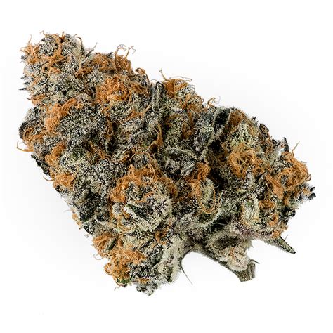 Purple Apricot is a hybrid weed strain made by crossing Purple Punch and Orange Apricot. . Leafly purple punch